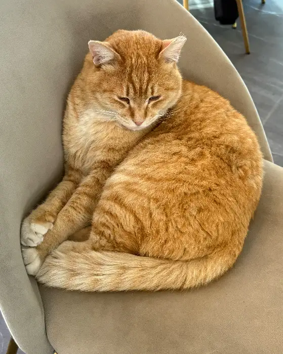 편안하게 앉아있는 고양이
