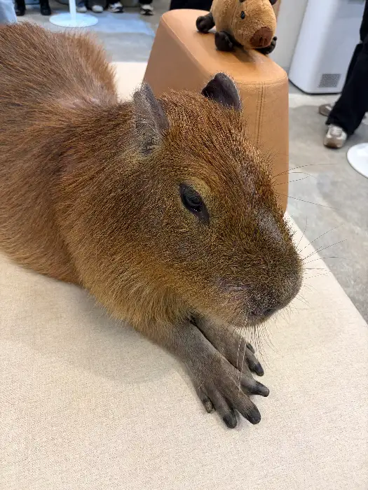 귀여운 카피바라 인형.
