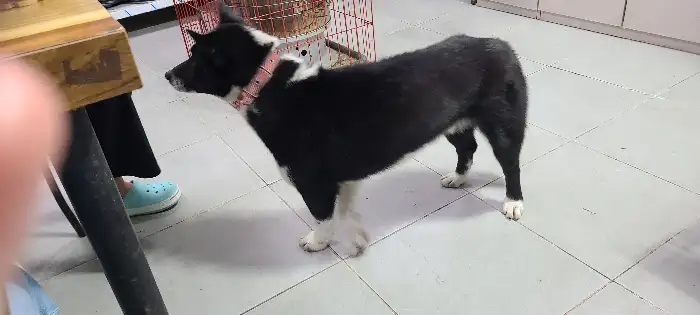 펜션 앞마당의 반려견