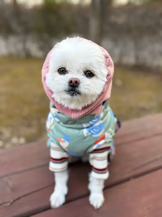 귀여운 옷을 입고 앉아 있는 강아지