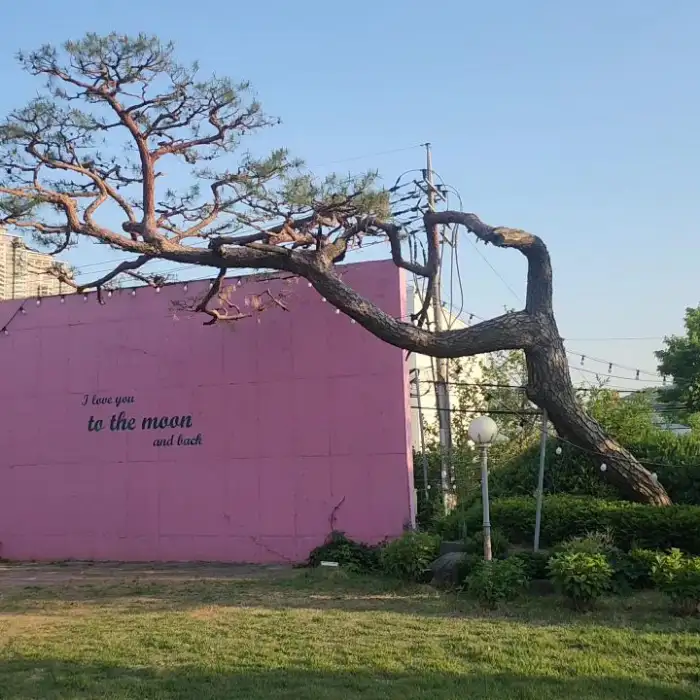 핑크빛 벽면과 나무
