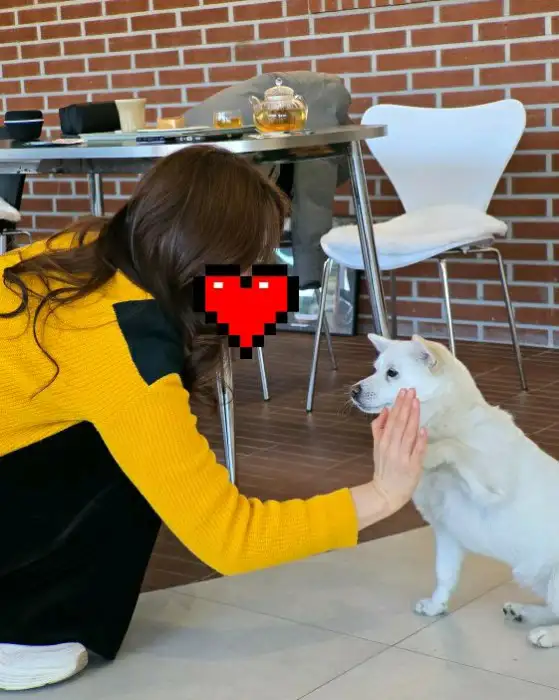 카페 내부에 있는 귀여운 강아지와 손님