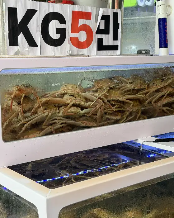 수조에 가득 찬 싱싱한 대게들