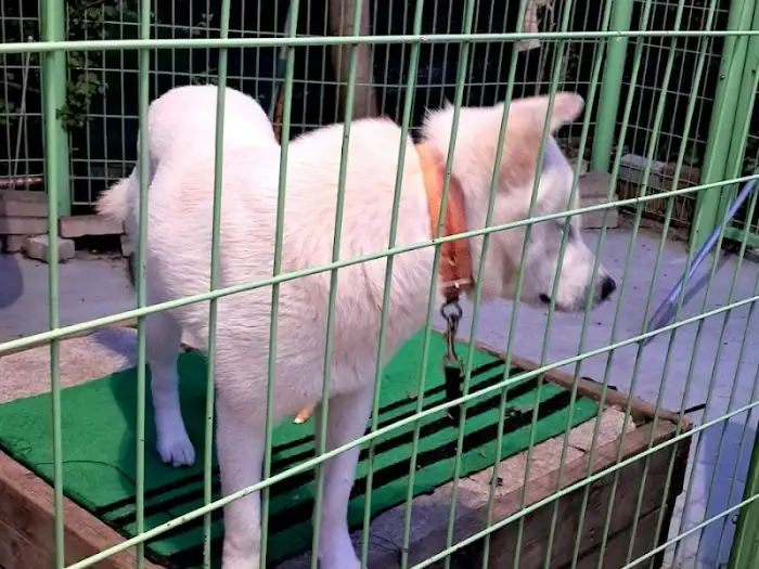 진돗개네 마당의 귀여운 진돗개
