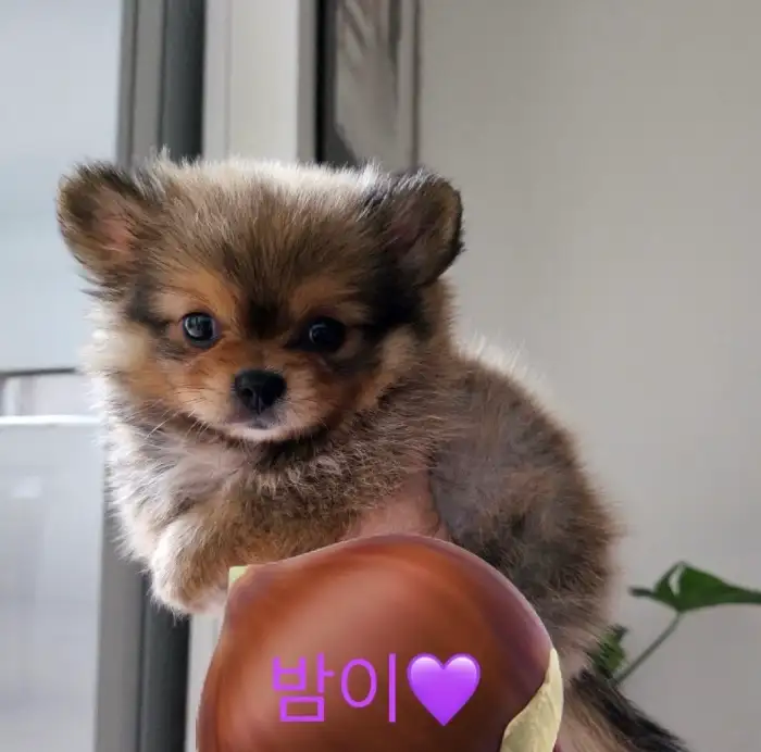 깜찍한 강아지 사진