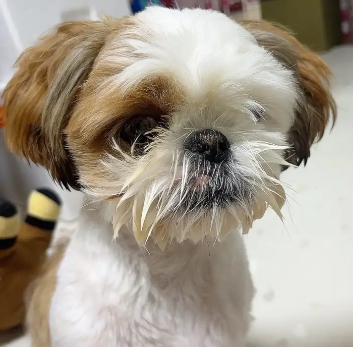 강아지 얼굴