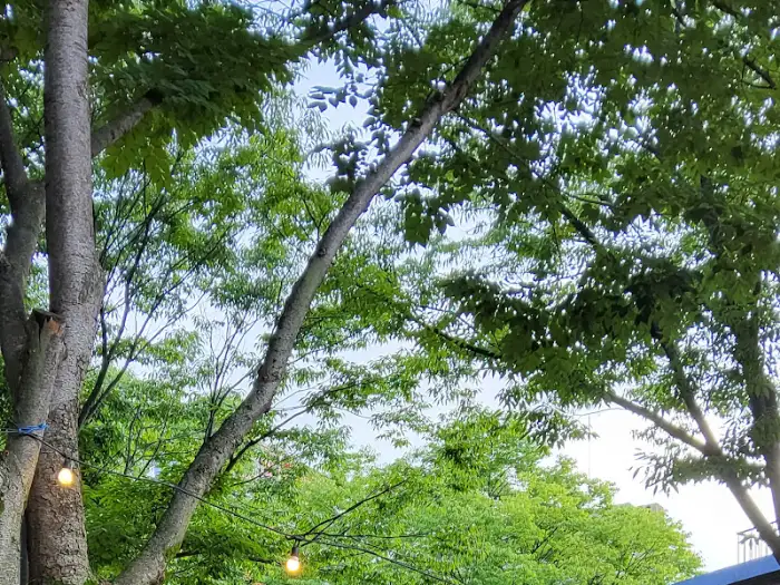 나무에 걸린 조명과 숲 전경
