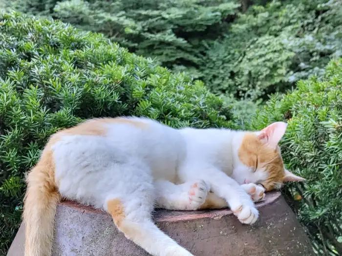 돌 위에 잠든 고양이