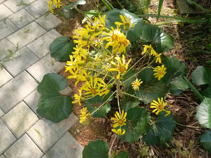 노란색 꽃