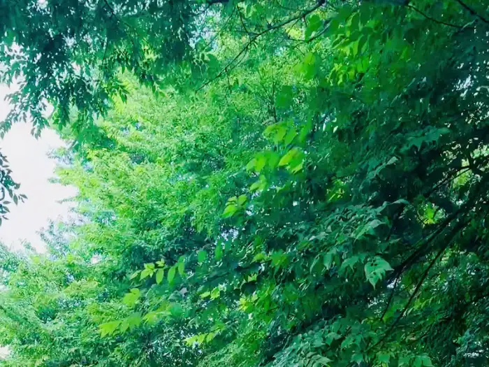 나무 잎이 무성한 숲의 모습