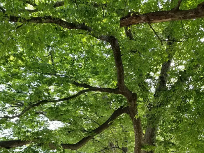 나뭇가지가 얽힌 나무 풍경