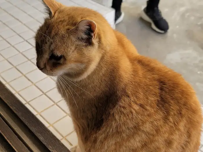 카페 마스코트인 주황색 고양이