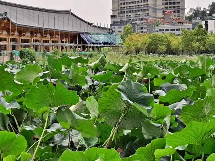 연잎밭 풍경