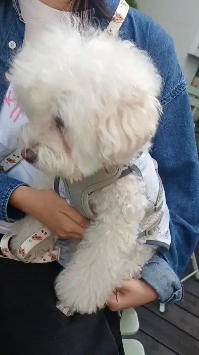 두 손으로 하얀 비숑 강아지를 안고 있다. 강아지는 회색 조끼를 입고 있으며, 배경은 흐릿하게 처리되어 있다.