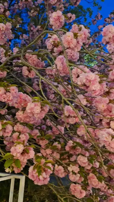 겹벚꽃 클로즈업