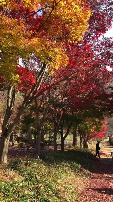 헤일로92 카페 주변의 가을 단풍