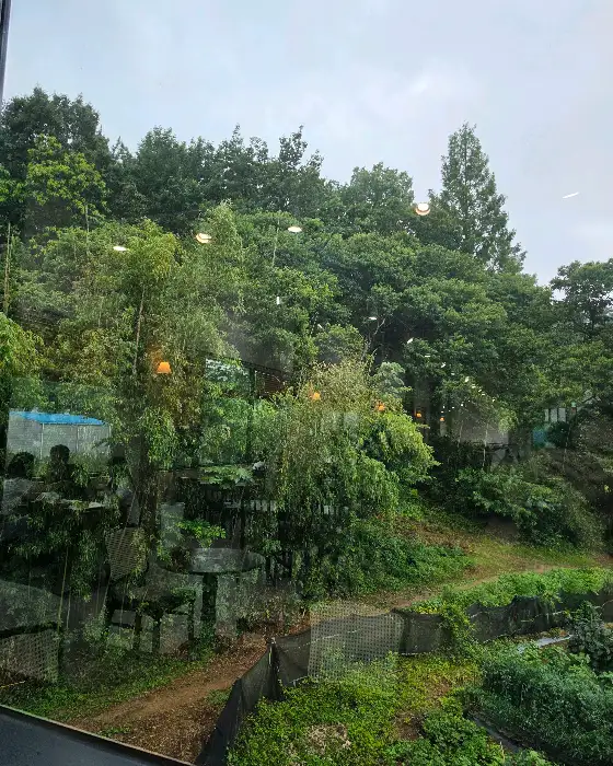 푸른 나무 숲 풍경