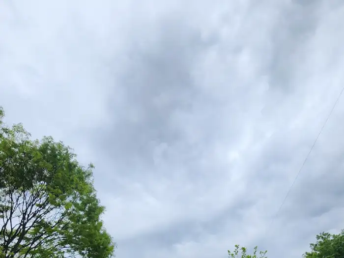 흐린 하늘과 나무