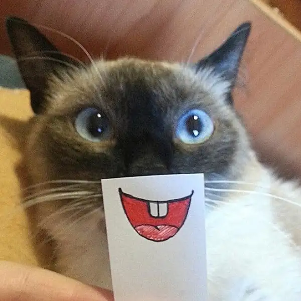 귀여운 고양이 사진